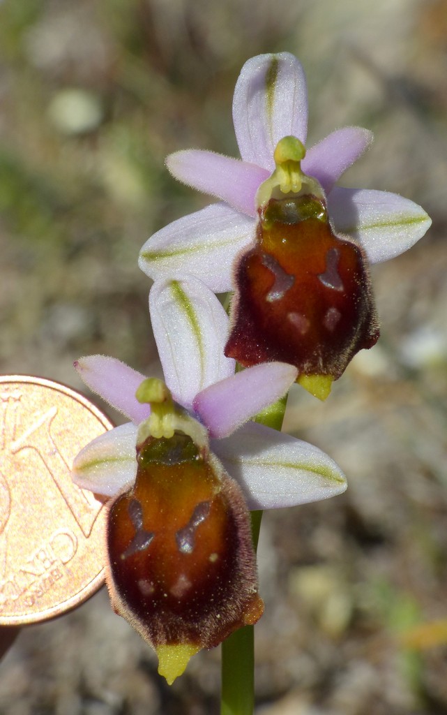 Ophrys crabronifera nellAbruzzo aquilano - aprile  2022.